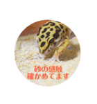 ぺろの日常（個別スタンプ：7）