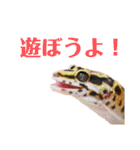 ぺろの日常（個別スタンプ：20）