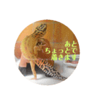 ぺろの日常（個別スタンプ：21）