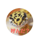 ぺろの日常（個別スタンプ：23）