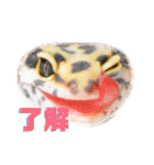ぺろの日常（個別スタンプ：25）