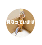 ぺろの日常（個別スタンプ：30）