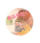 ぺろの日常（個別スタンプ：31）