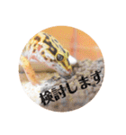 ぺろの日常（個別スタンプ：33）