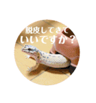 ぺろの日常（個別スタンプ：36）