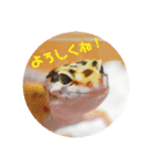 ぺろの日常（個別スタンプ：37）