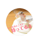 ぺろの日常（個別スタンプ：40）