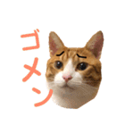 オレ福丸（個別スタンプ：2）
