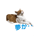 オレ福丸（個別スタンプ：10）