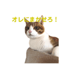 オレ福丸（個別スタンプ：11）