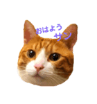 オレ福丸（個別スタンプ：17）