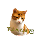 オレ福丸（個別スタンプ：20）