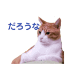 オレ福丸（個別スタンプ：22）