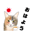 三毛猫さん 日常会話（個別スタンプ：1）