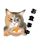 三毛猫さん 日常会話（個別スタンプ：3）