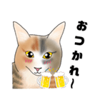 三毛猫さん 日常会話（個別スタンプ：6）