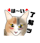 三毛猫さん 日常会話（個別スタンプ：9）