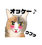 三毛猫さん 日常会話（個別スタンプ：11）