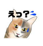 三毛猫さん 日常会話（個別スタンプ：13）