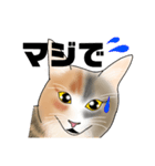 三毛猫さん 日常会話（個別スタンプ：14）