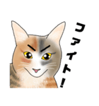 三毛猫さん 日常会話（個別スタンプ：20）