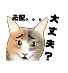三毛猫さん 日常会話（個別スタンプ：23）