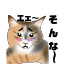 三毛猫さん 日常会話（個別スタンプ：24）