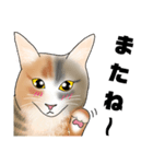 三毛猫さん 日常会話（個別スタンプ：26）