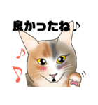 三毛猫さん 日常会話（個別スタンプ：29）