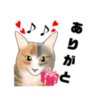 三毛猫さん 日常会話（個別スタンプ：35）