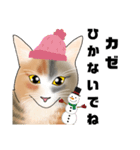 三毛猫さん 日常会話（個別スタンプ：40）
