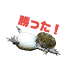 アフウシ2（個別スタンプ：16）