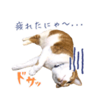 まさるのお返事スタンプ（個別スタンプ：10）