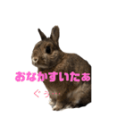 ちぇすなっとこむぎ（個別スタンプ：11）
