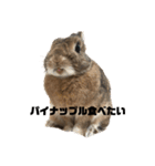 ちぇすなっとこむぎ（個別スタンプ：12）