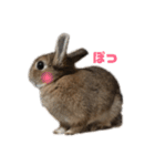 ちぇすなっとこむぎ（個別スタンプ：14）