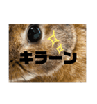 ちぇすなっとこむぎ（個別スタンプ：17）