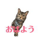 アメショの大吉くんのひとこと（個別スタンプ：1）