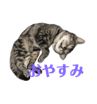 アメショの大吉くんのひとこと（個別スタンプ：2）