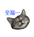 アメショの大吉くんのひとこと（個別スタンプ：6）