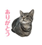 アメショの大吉くんのひとこと（個別スタンプ：7）