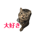 アメショの大吉くんのひとこと（個別スタンプ：8）