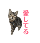 アメショの大吉くんのひとこと（個別スタンプ：9）