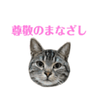 アメショの大吉くんのひとこと（個別スタンプ：11）