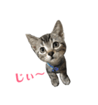 アメショの大吉くんのひとこと（個別スタンプ：12）