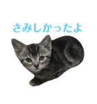 アメショの大吉くんのひとこと（個別スタンプ：14）