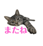アメショの大吉くんのひとこと（個別スタンプ：17）