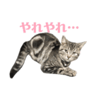 アメショの大吉くんのひとこと（個別スタンプ：18）