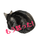 アメショの大吉くんのひとこと（個別スタンプ：19）