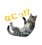 アメショの大吉くんのひとこと（個別スタンプ：24）